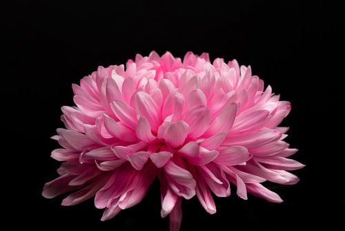 Chrysanthème rose sur Nelleke Uenk Fotografie