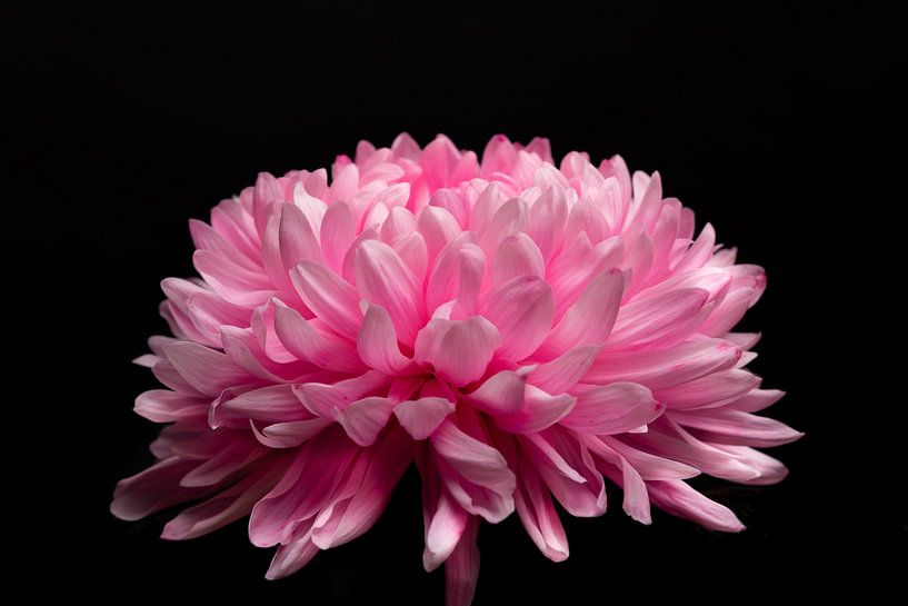 Rosa Chrysantheme von Nelleke Uenk Fotografie