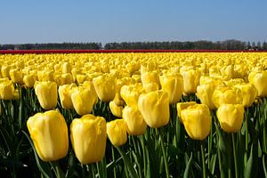 Ein gelbes Tulpenfeld