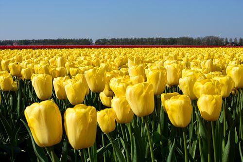 Een gele tulpenveld