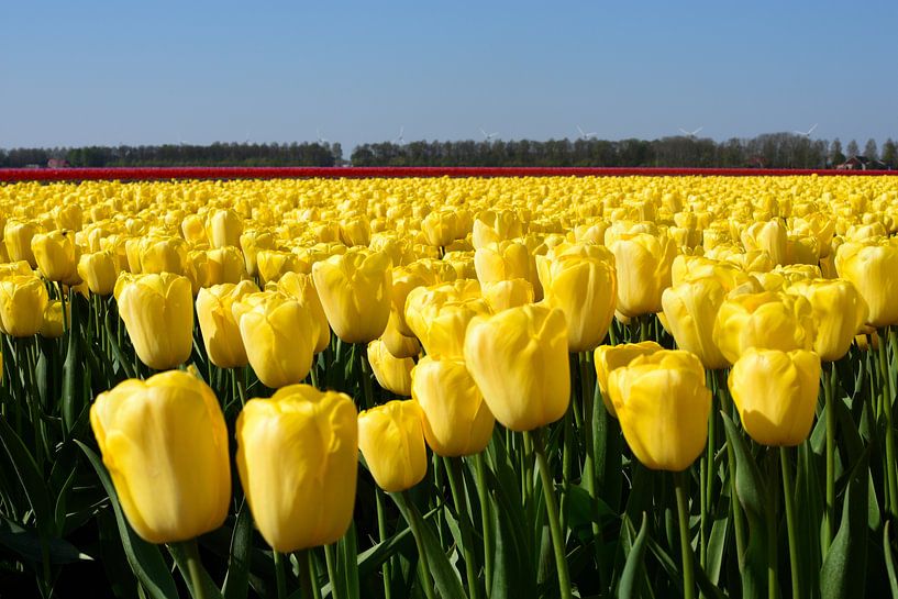 Een gele tulpenveld van Gerard de Zwaan