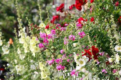 Stockmalven, Stockmalve, Stockrose, Blume, Blüte, Zaun, Gartenzaun