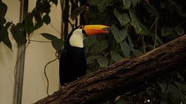 Toucan sur un tronc d'arbre sur Joep Rumpf