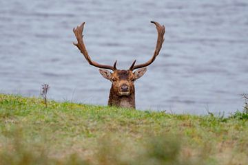 Damhert by Merijn Loch