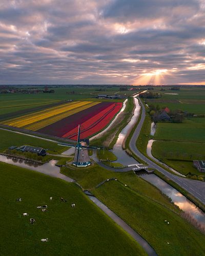 Molen tussen Kleurrijke Tulpen en Waterwegen