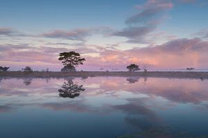 Ven sur le Dwingelderveld près de Kraloo au lever du soleil avec brume et nuages roses