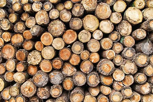 Wood stack of tree trunks