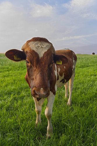 vache