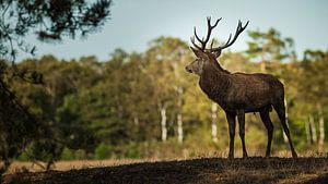 Oh cerf.... ~ Cerfs dans le parc national de Hoge Veluwe sur Peter Boon