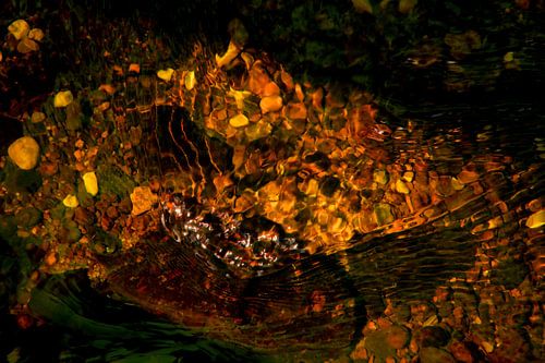 Nature abstraite sur Nick Holland