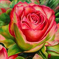 Charming red rose