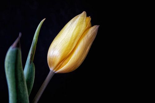 stilleven van één gele tulp.