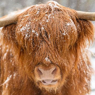 Scottish Highland cattle in the snow by Sjoerd van der Wal