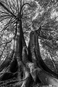 De reuzen van het bos van Danny Slijfer Natuurfotografie