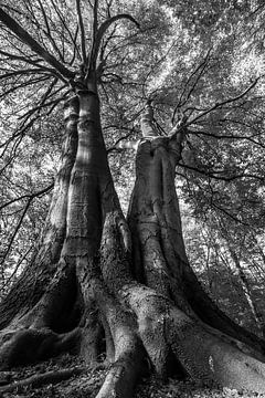 De reuzen van het bos van Danny Slijfer Natuurfotografie