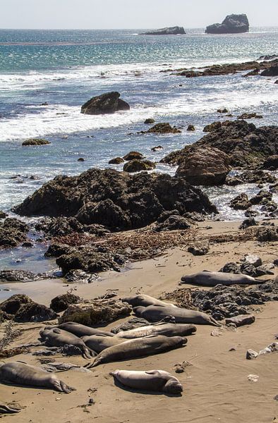 Zeeleeuwen langs Pacific Coast Highway 101, Californië, Amerika von Henk Alblas