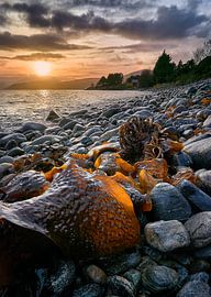 Sunset with seaweed on Godøy, Sunnmøre, Møre og Romsdal, Norway by qtx
