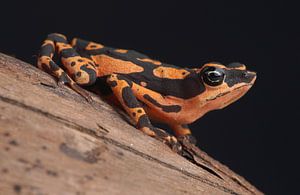 Crapaud arlequin (Atelopus high-mothi)