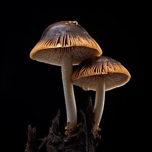 Mushrooms by The Xclusive Art