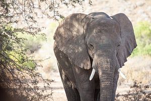 Éléphant dans le désert de Namibie, Afrique sur Teun Janssen