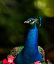 Peacock the Bird King by Costas Ganasos thumbnail