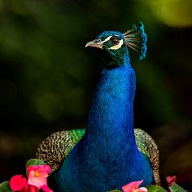 Le paon, roi des oiseaux sur Costas Ganasos
