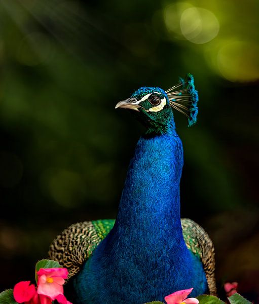 Peacock the Bird King by Costas Ganasos