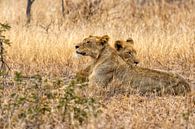 Jeunes lions paresseux par Cor de Bruijn Aperçu