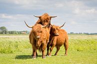 Natuur | Schotse Hooglanders op eiland Tiengemeten 3 van Servan Ott thumbnail