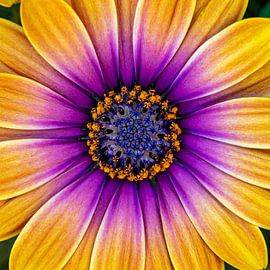 Buntes Gänseblümchen