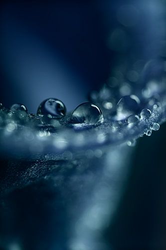 Eyecatcher: Druppels op een hyacint