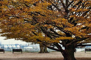 L'automne dans le port sur Elbkind89