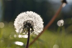 Pusteblume mit bokeh aud einer Wiese.