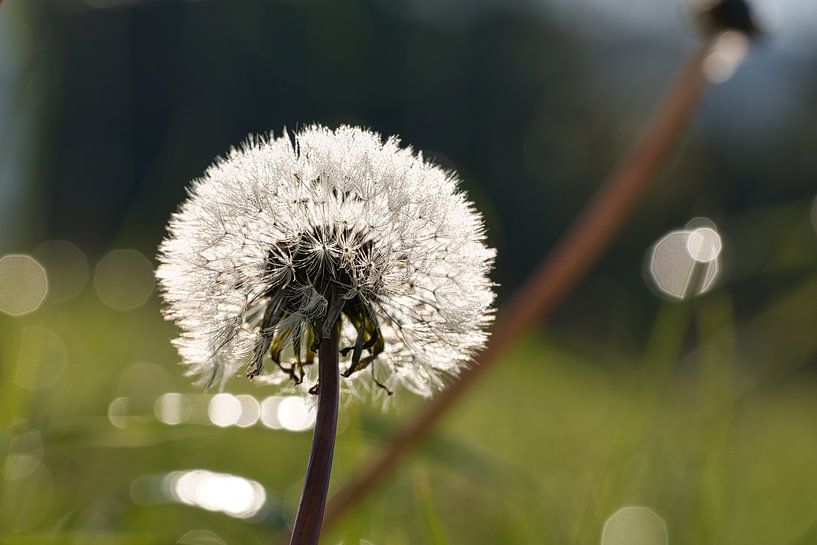 Pusteblume mit bokeh aud einer Wiese. von Martin Köbsch