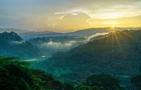 Jungle Sun