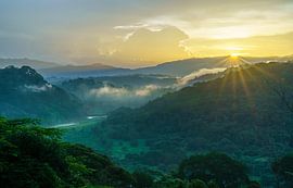 Jungle Sun by Steven Driesen