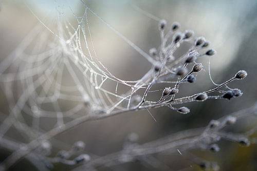 Zweige eines Wildkrauts mit getrockneten Blüten und einem Spinnennetz mit Tautropfen an einem neblig