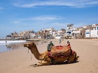 Dromedaris op het strand, Tifnit, Marokko