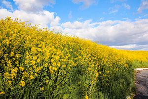 Der Frühling steht vor der Tür