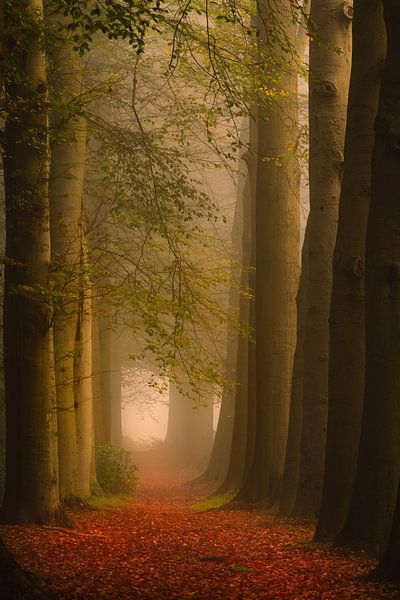 Den Treek von Gerard Glavimans