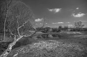 Kennemerduinen, Noord-Holland