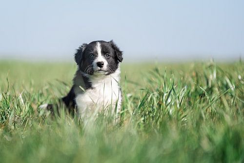 Frisian puppy in the high grass.