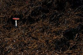 Sur un gros champignon... sur Danny Slijfer Natuurfotografie