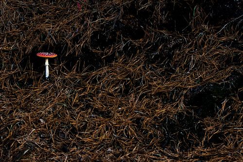 Op een grote paddenstoel..