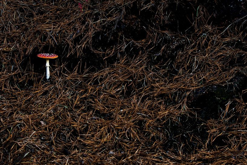 Sur un gros champignon... par Danny Slijfer Natuurfotografie