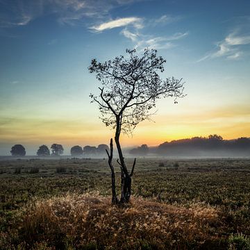 Courageux sur Anneke Hooijer