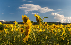 Sonnenblumenfeld mit Berghorizont von Milcho Milev
