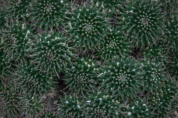 Kakteen Mandala – Botanisches Muster von Aldona Lis