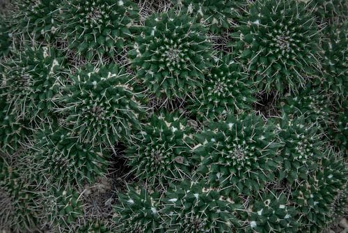 Kakteen Mandala – Botanisches Muster