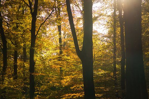 Een herfstbos, overspoeld met warm zonlicht. Gouden bladeren gloeien